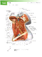Sobotta Atlas of Human Anatomy  Head,Neck,Upper Limb Volume1 2006, page 153